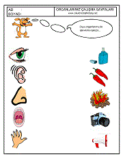 duyu organlarını eşleştir